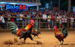 đá gà thomo hôm nay