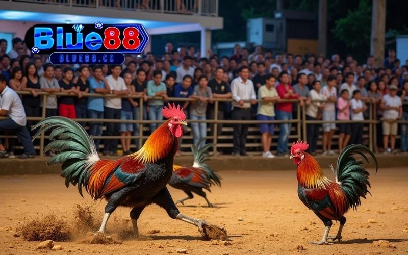 mẹo sử dụng cựa gà hiệu quả