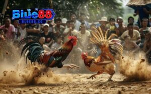 mẹo sử dụng cựa gà hiệu quả