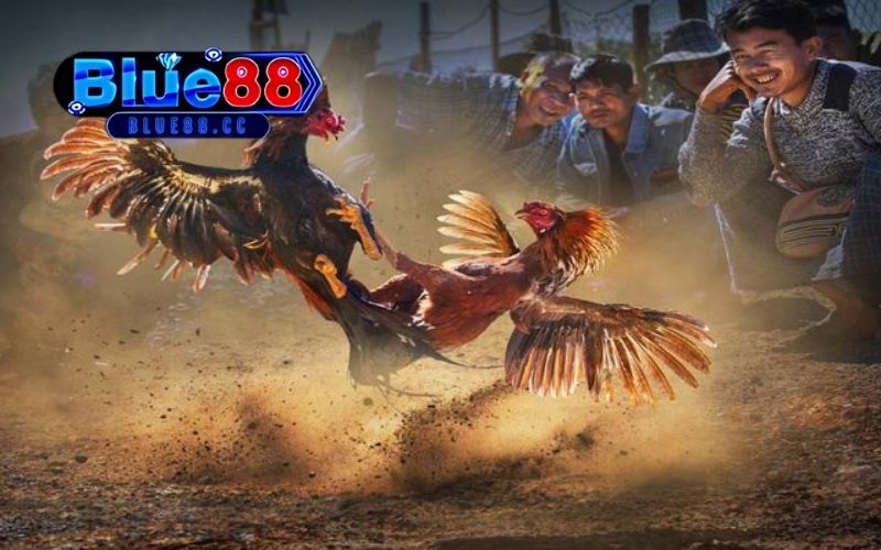 mẹo sử dụng cựa gà hiệu quả